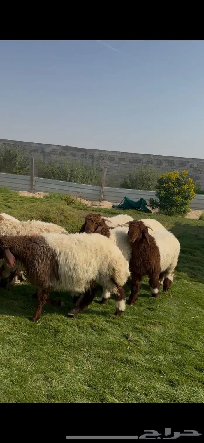 خرفان نعيم وسط بري فل 0