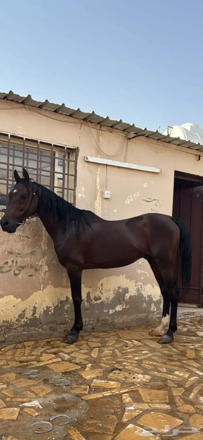 حصان احمر شعبي عمر 6 سنوات 0