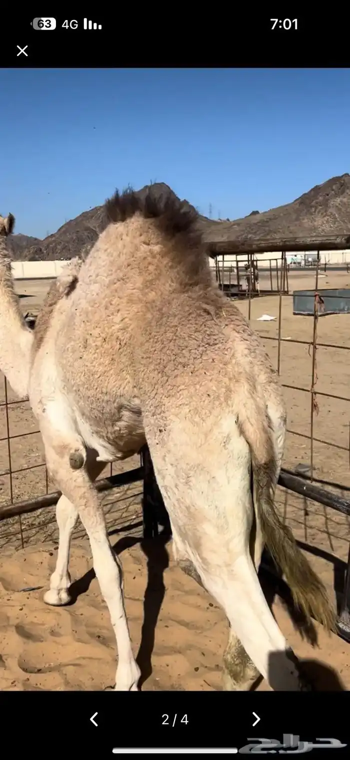 قعودين بلدي حقت زواج 0