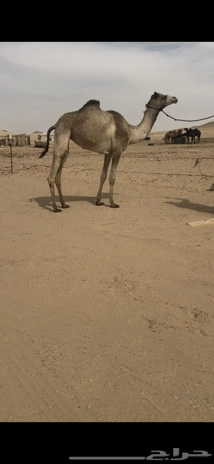 بكره ضروبه ذلول هجن مهجنه 0