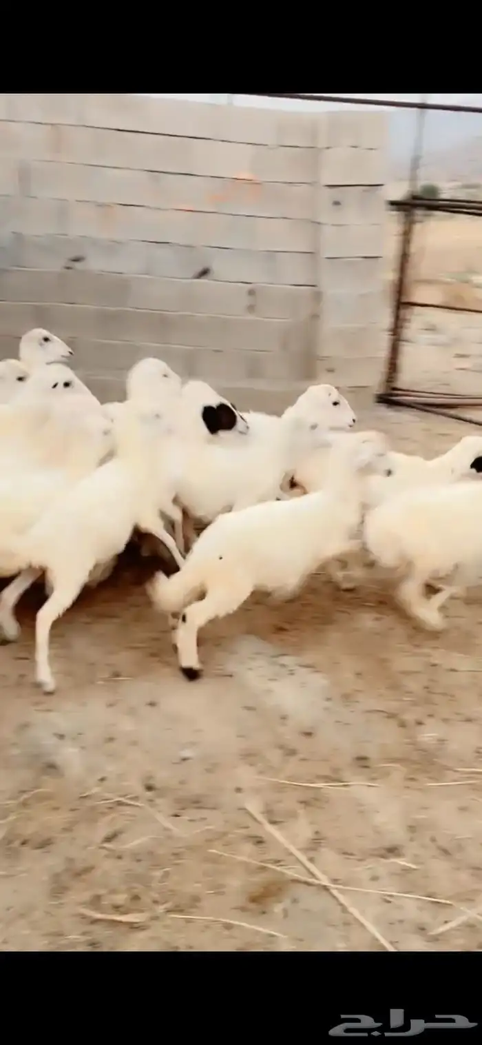 رخال رفيدية تربية محايل عسير 2