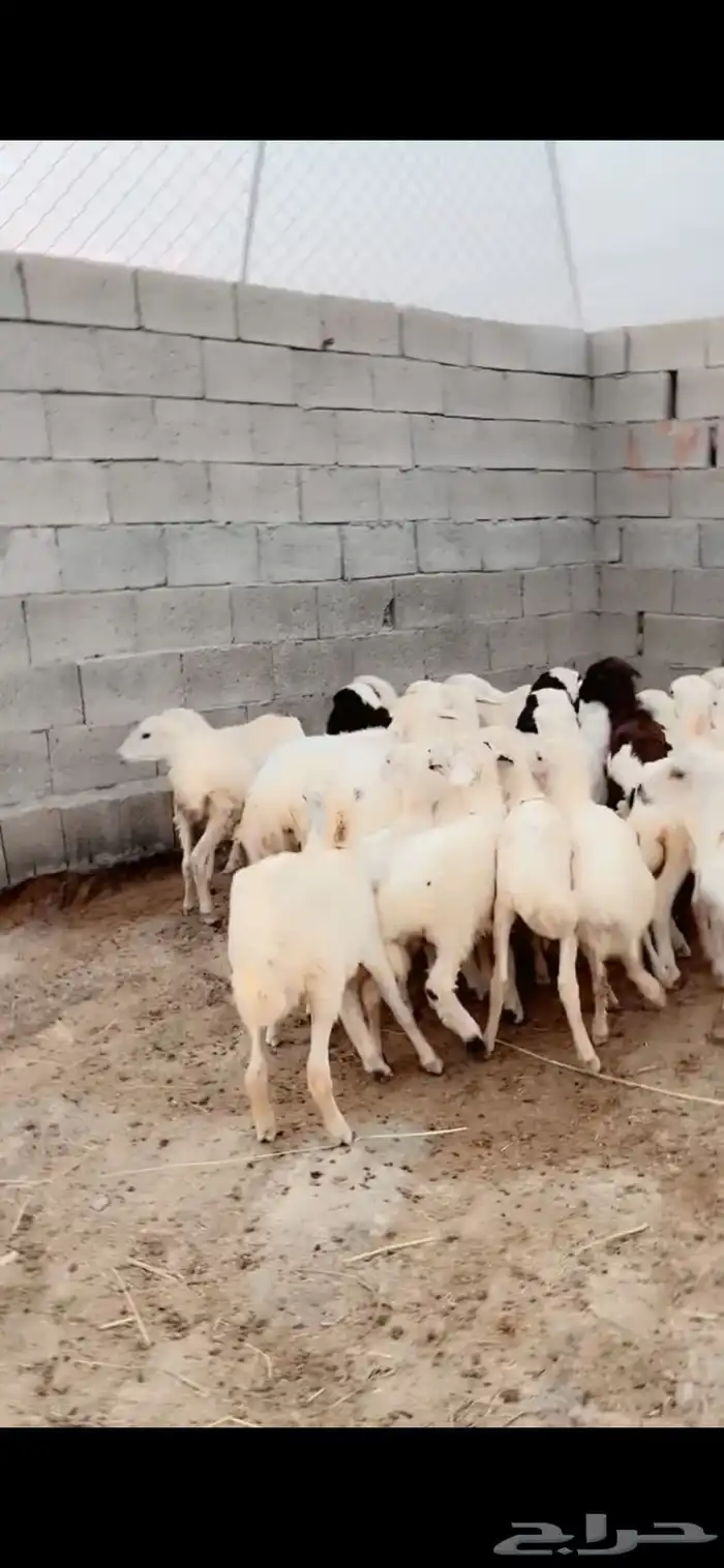 رخال رفيدية تربية محايل عسير 1