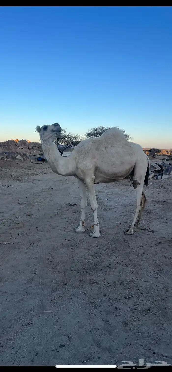 عشر من البل للبيع 7