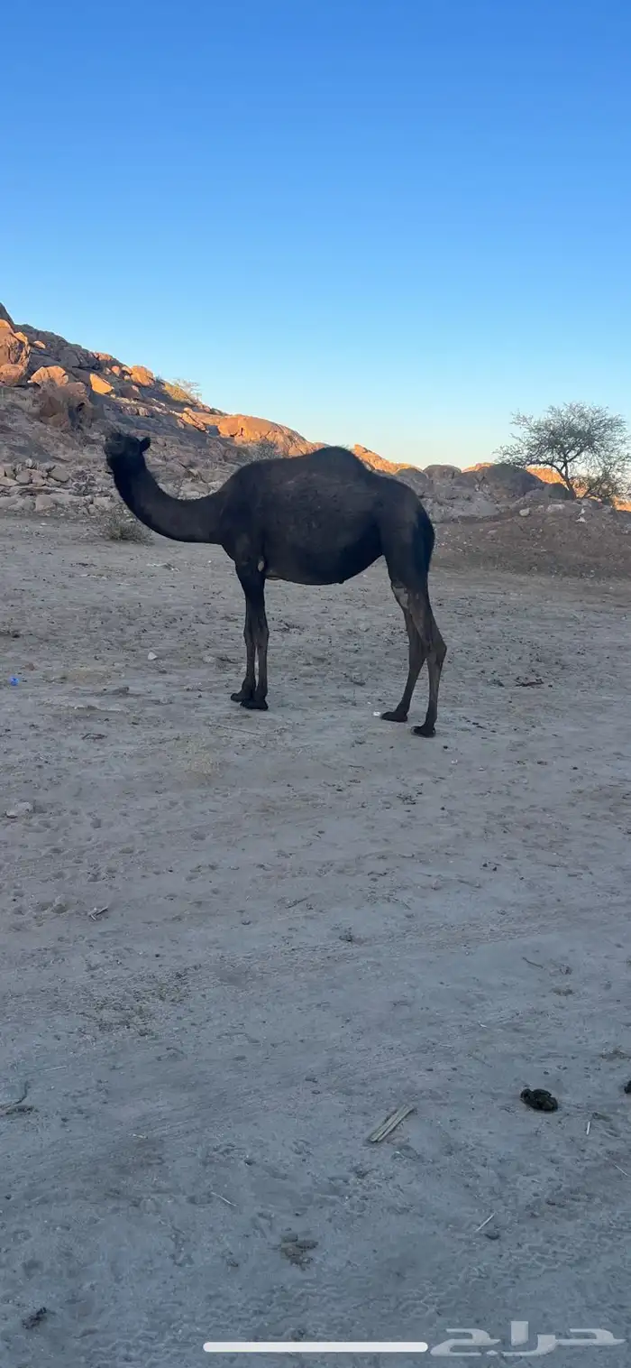 عشر من البل للبيع 1