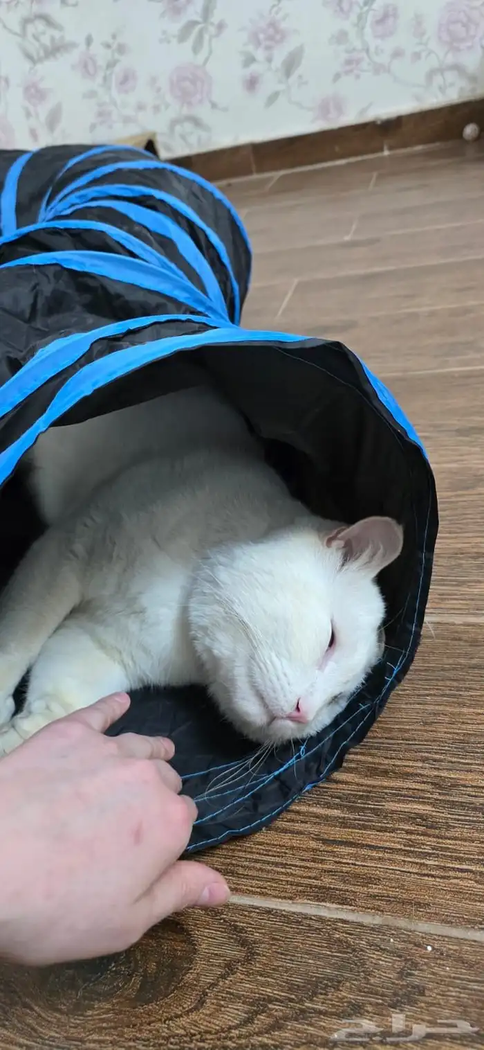 قط ذكر بريطاني للتبني 0