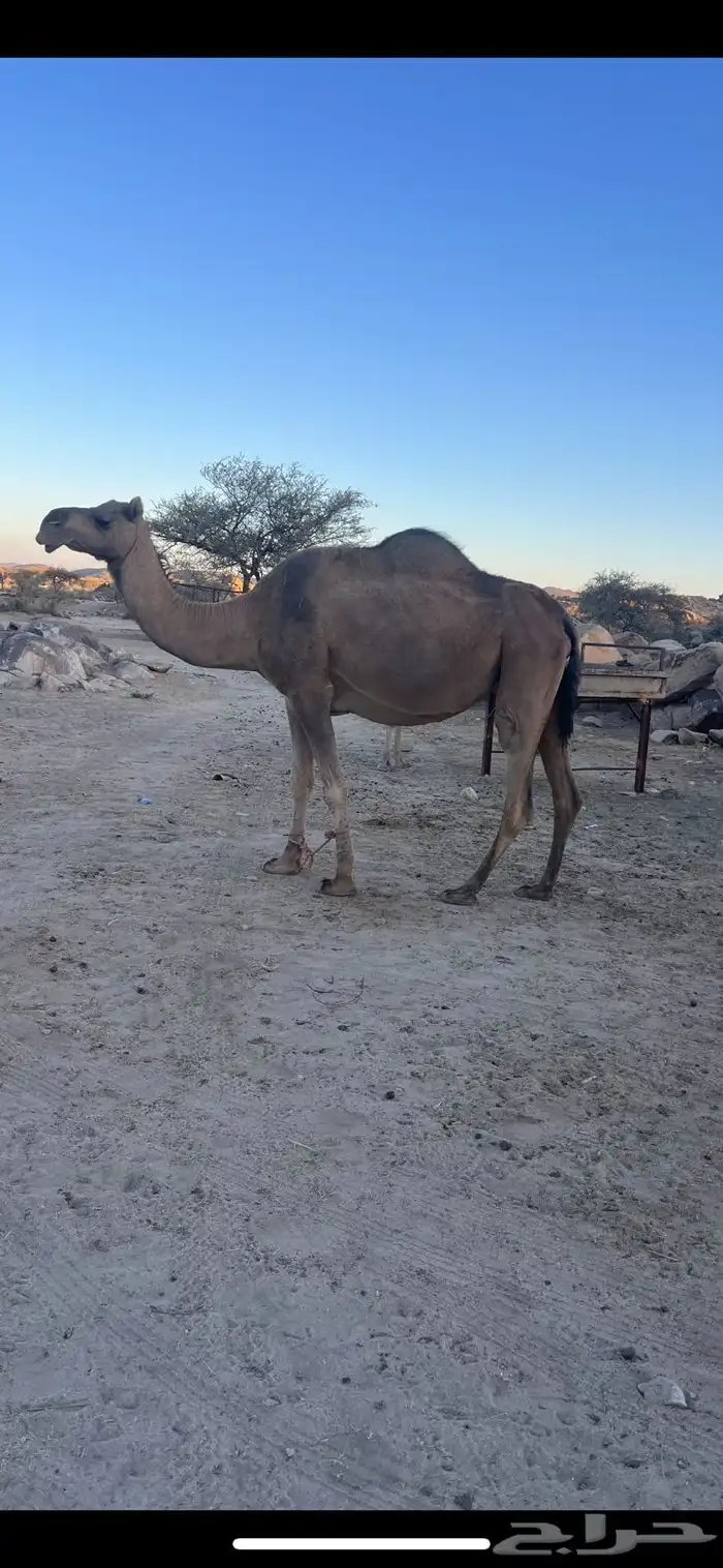 عشر من البل للبيع 0