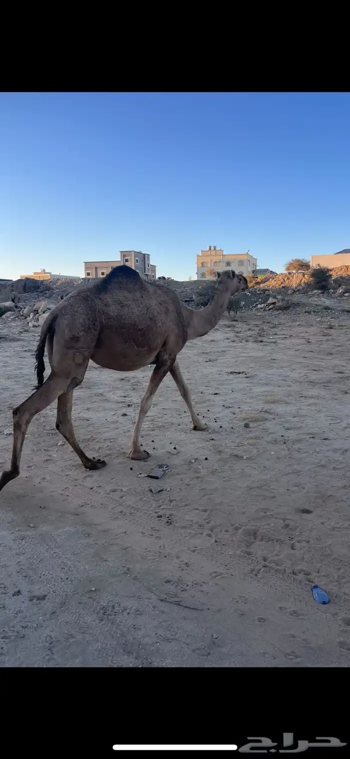 عشر من البل للبيع 4