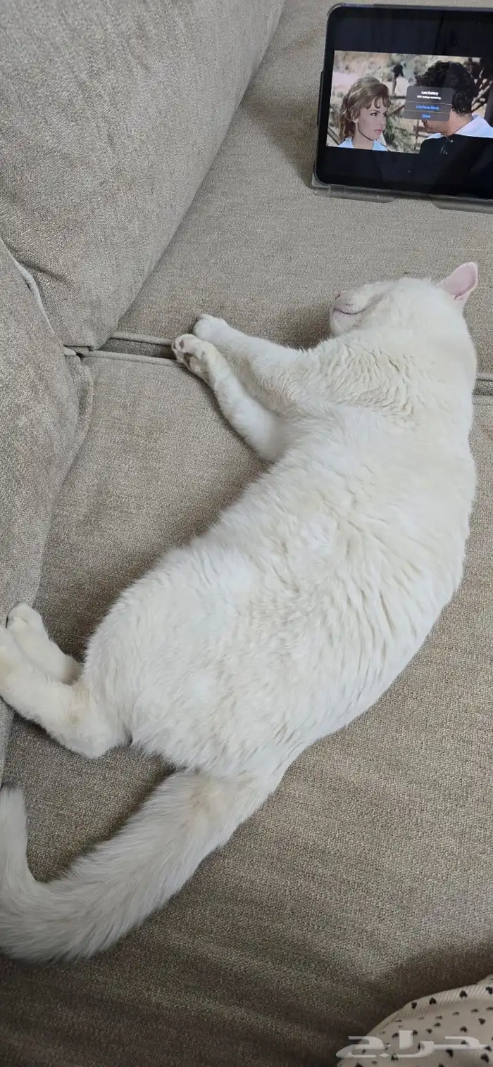 قط ذكر بريطاني للتبني 2