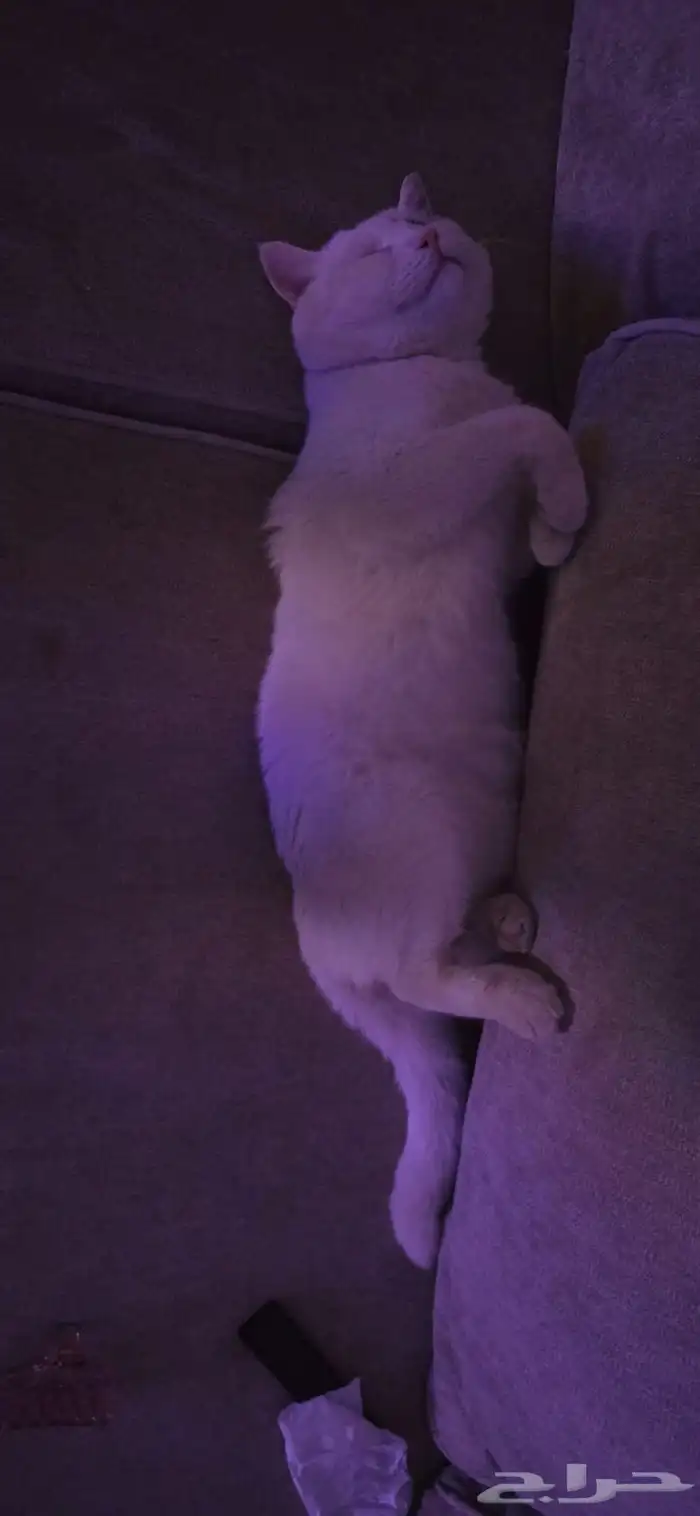 قط ذكر بريطاني للتبني 3