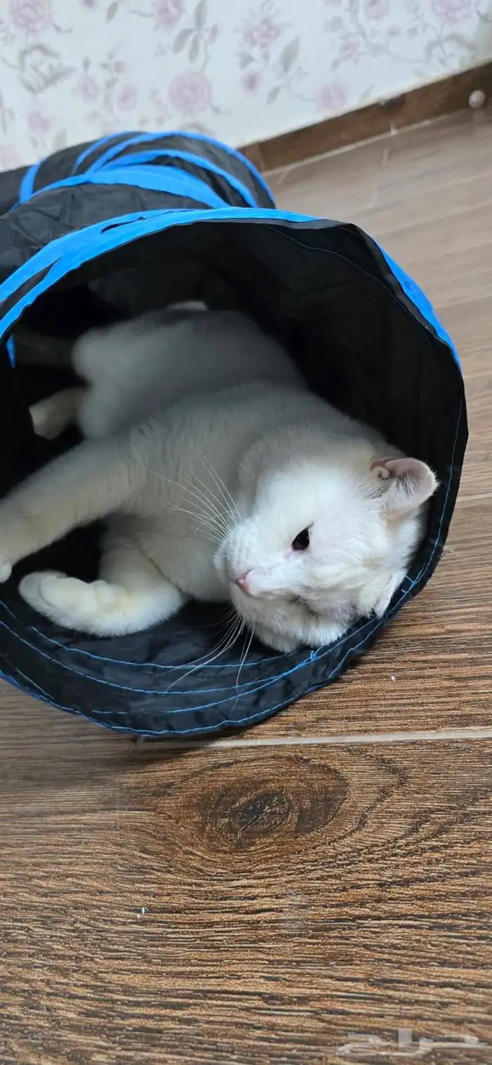 قط ذكر بريطاني للتبني 1