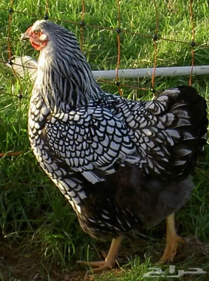 بيض دجاج واين دوت النادر 1