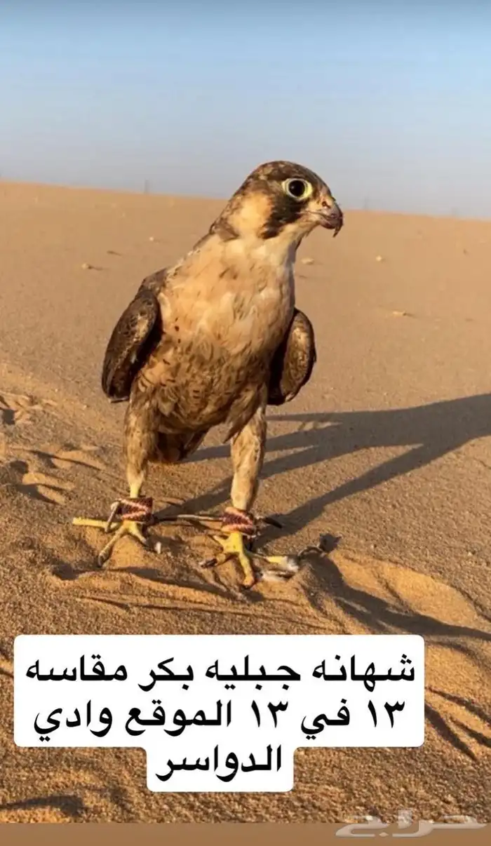 شيهانه جبليه 0