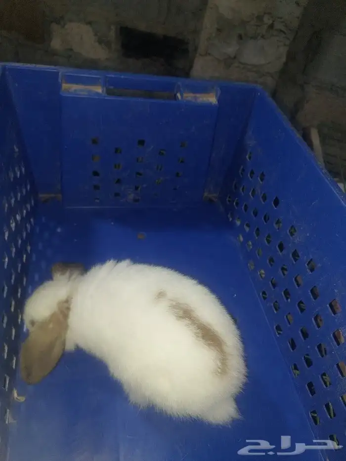 متوفر أرنبه أنتي هولندي لوب دم صافي 12