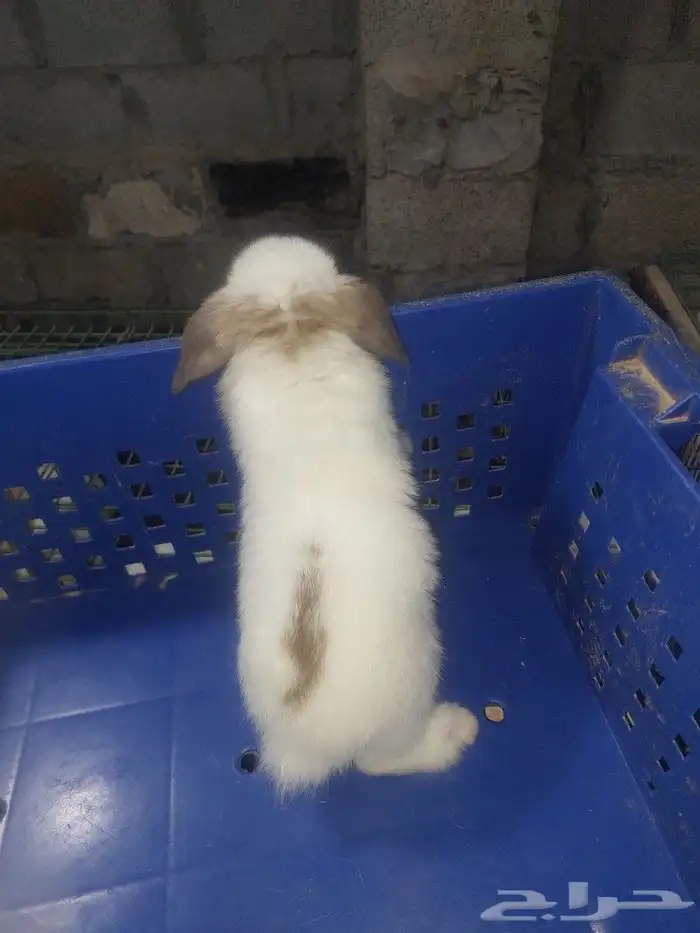 متوفر أرنبه أنتي هولندي لوب دم صافي 15
