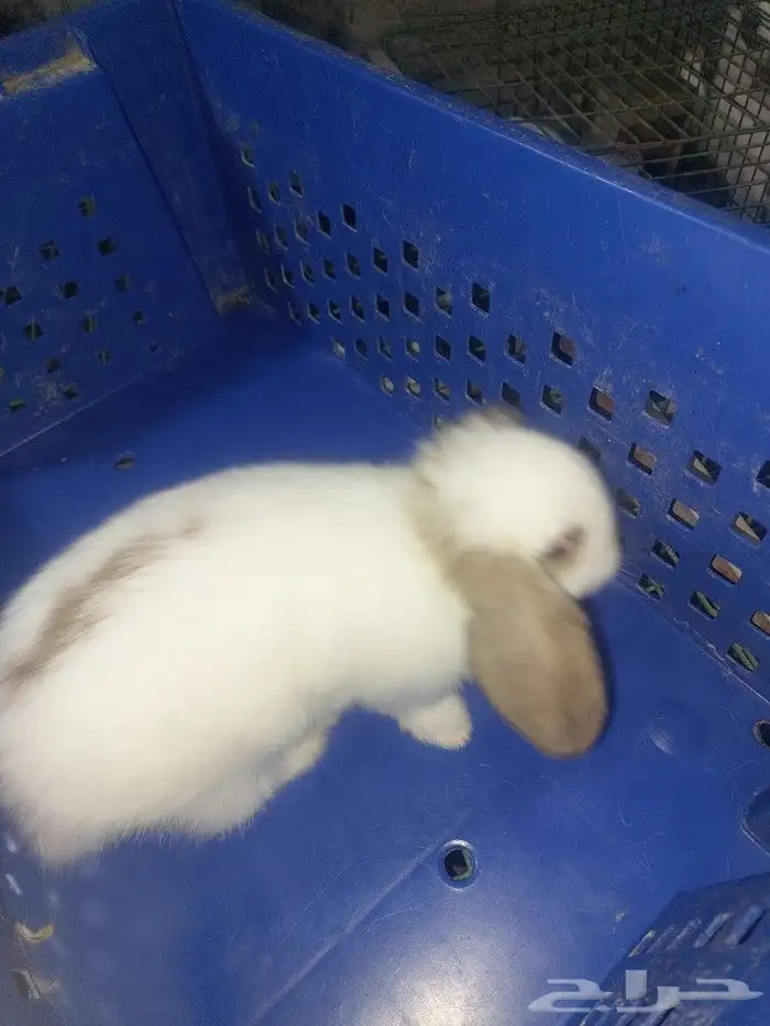 متوفر أرنبه أنتي هولندي لوب دم صافي 14