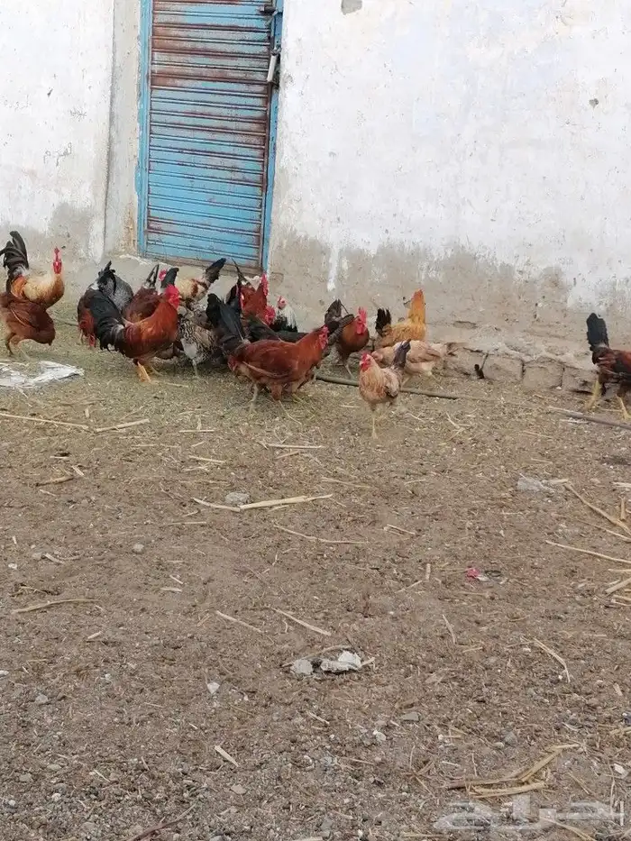 دجاج بلدي للبيع العدد تقريبا  40 1