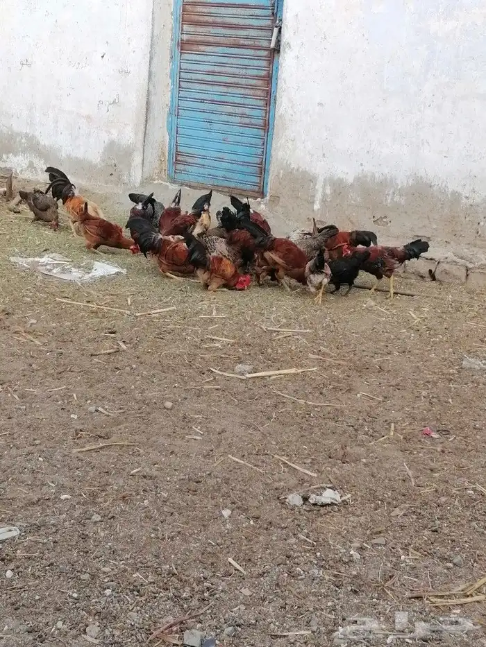 دجاج بلدي للبيع العدد تقريبا  40 0