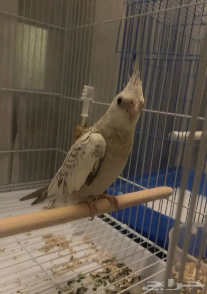 كروان هولندي فراشه ايزابيل فرنساوي 1