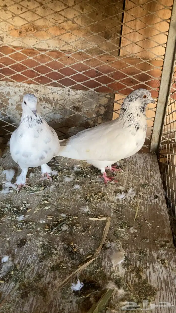 زوجين حمام باكستاني للبيع . 1