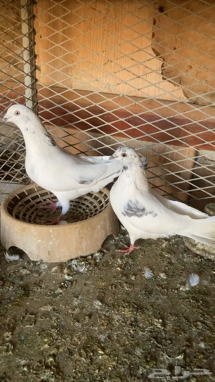 زوجين حمام باكستاني للبيع . 0