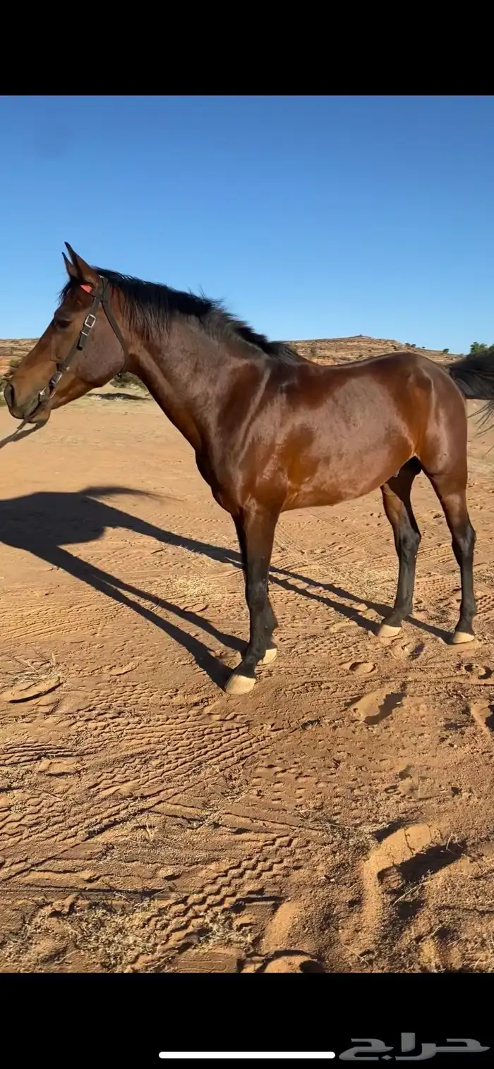 حصان شعبي كفوو 0