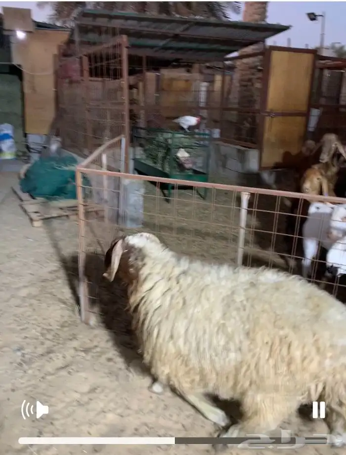 خروف انعيمي بلدي جذع مرابي مزارع 0