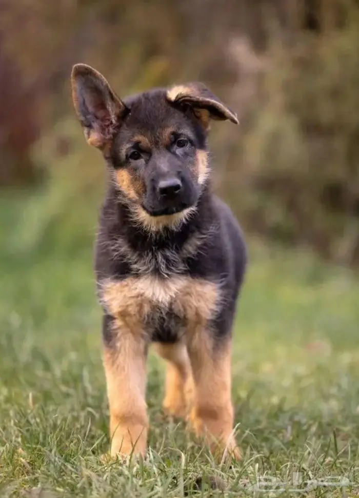 جراء جيرمن شيبرد الذاكبه جاهزه اليوم للاستيراد من روسيا 5