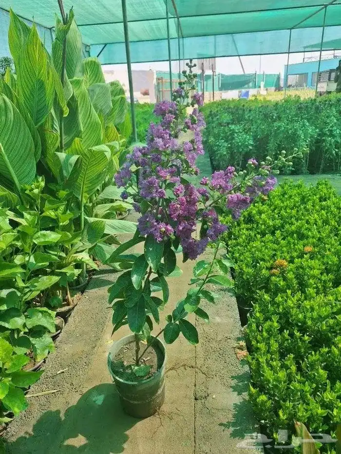 مشتل الجموم الجميع انواع اشجار الجملة 7