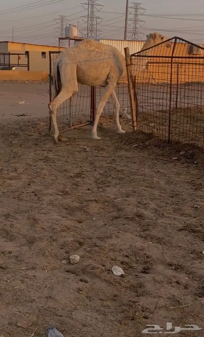 للبيع بكره باتليه 2