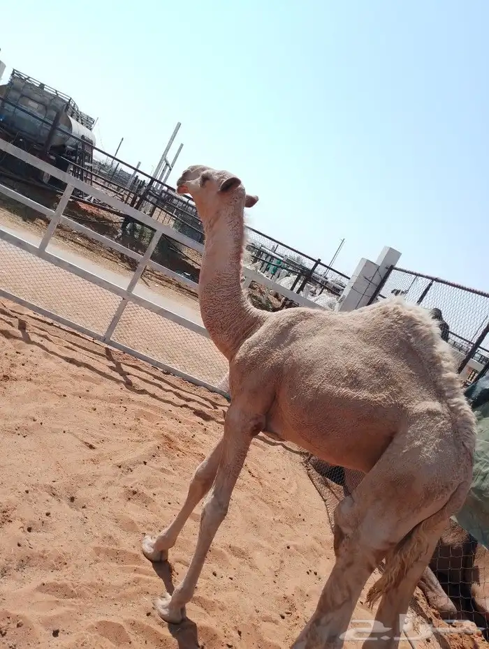 شبك أبل في السوق للإيجار 0