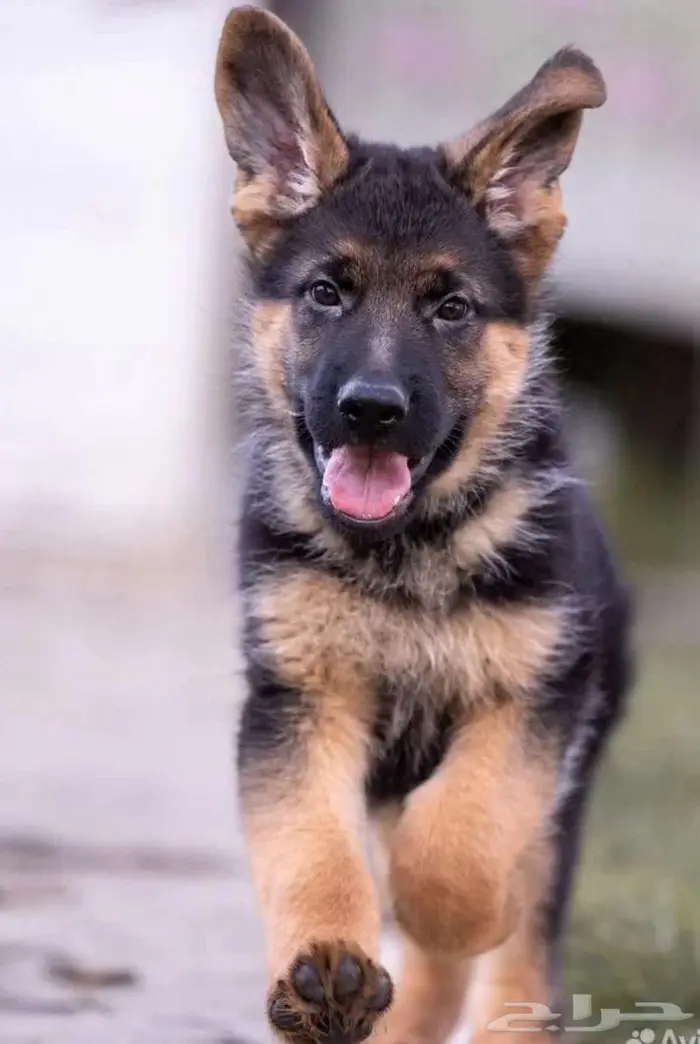 جراء جيرمن شيبرد الذاكبه جاهزه اليوم للاستيراد من روسيا 2