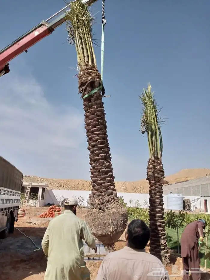 نخل مثمر للبيع خلاص صقعي سكري برحي مجدول شيشي نخيل غر ونان 5