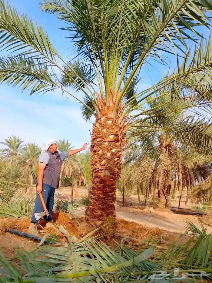بيع نخل مثمر نقايل جثايث واشنطني اخلاص سكري برحي صقعي مجدول 3
