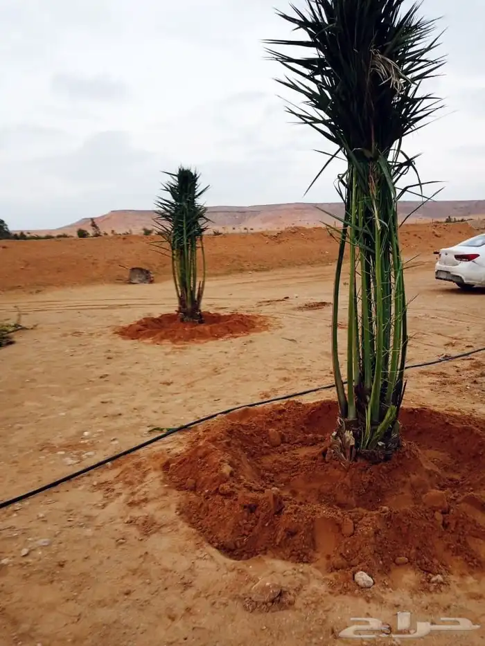 نخل مثمر للبيع خلاص صقعي سكري برحي مجدول شيشي نخيل غر ونان 4