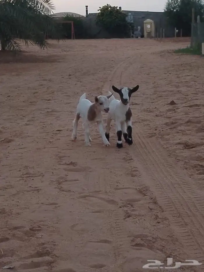 تيسين قزمي العمر 5 ايام 1