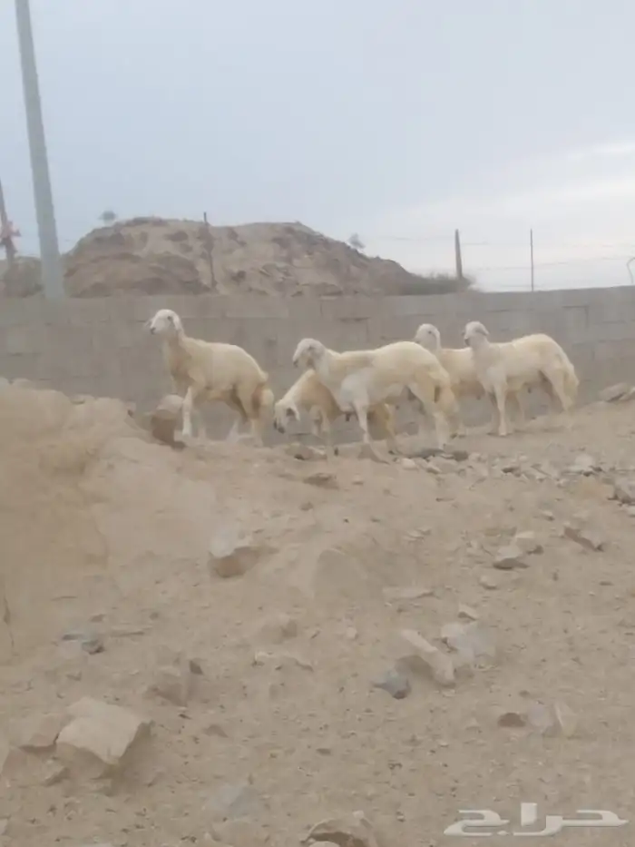 خرفان نظيفه ومشروطه تصلح للمناسبات 0