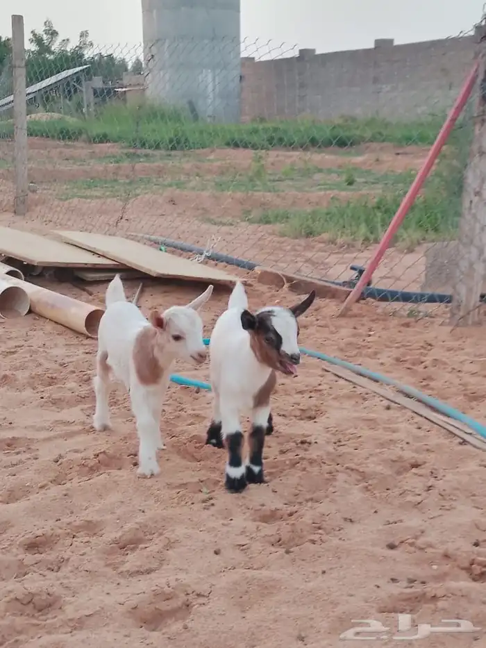 تيسين قزمي العمر 5 ايام 0