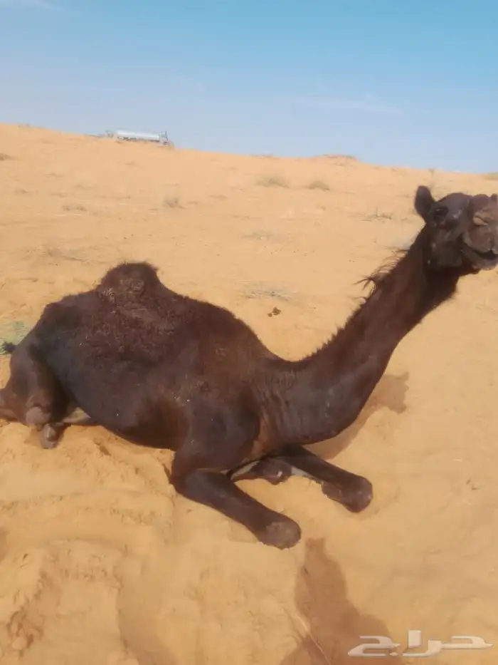 بكره جذعة مكسوره تحت العرقوب 0