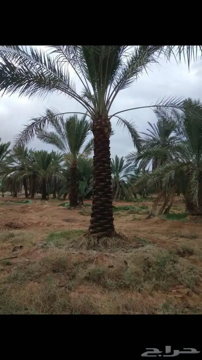 نخل وشبوك مزارع 3