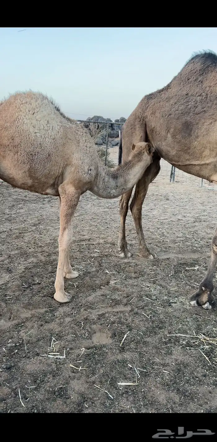 حشو للبيع مفاريد الموقع شمال محافظه المويه 60كيلو 2