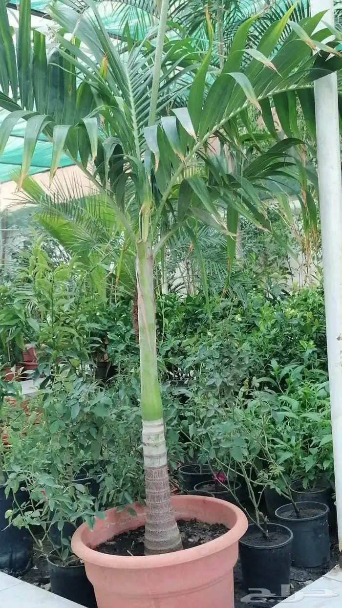 متوفر نخل للبيع بجده 4