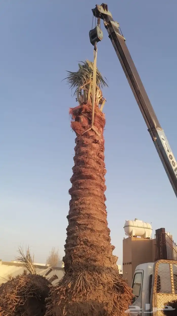 متوفر نخل للبيع بجده 3