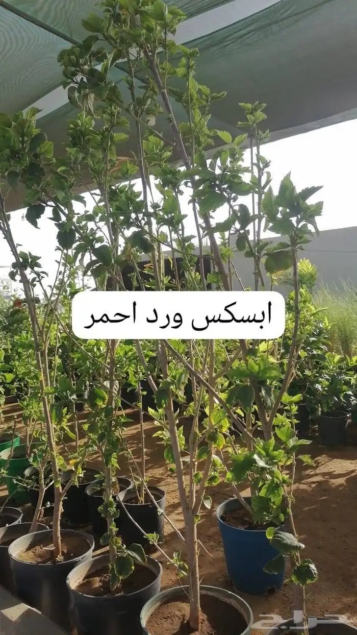 متوفر نخل للبيع بجده 6