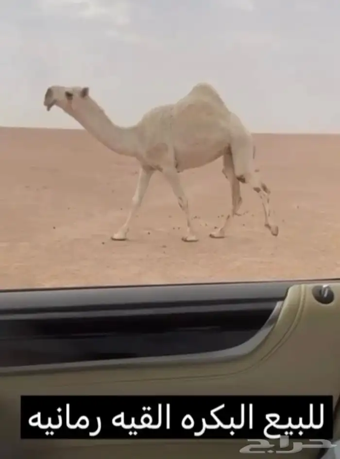 لبيع بكره لقحه 0