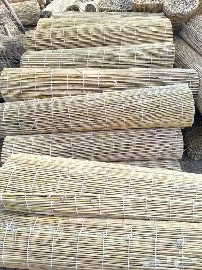 خيزران قش لافريقي 8