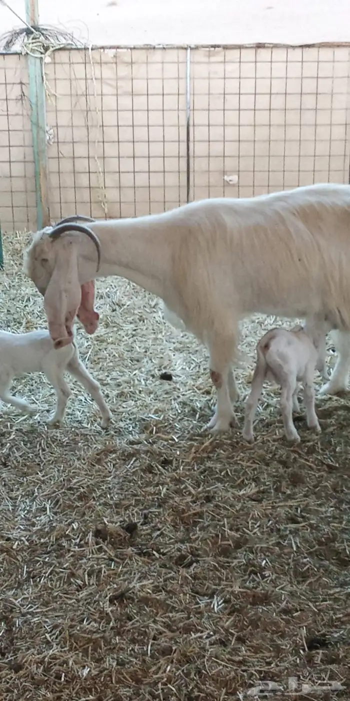 عنز معها ثنين 0