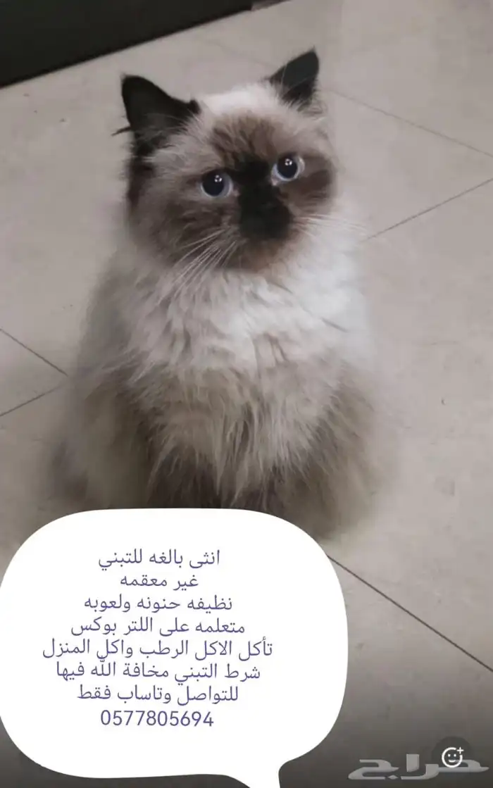 قطط للتبني عاجل 5