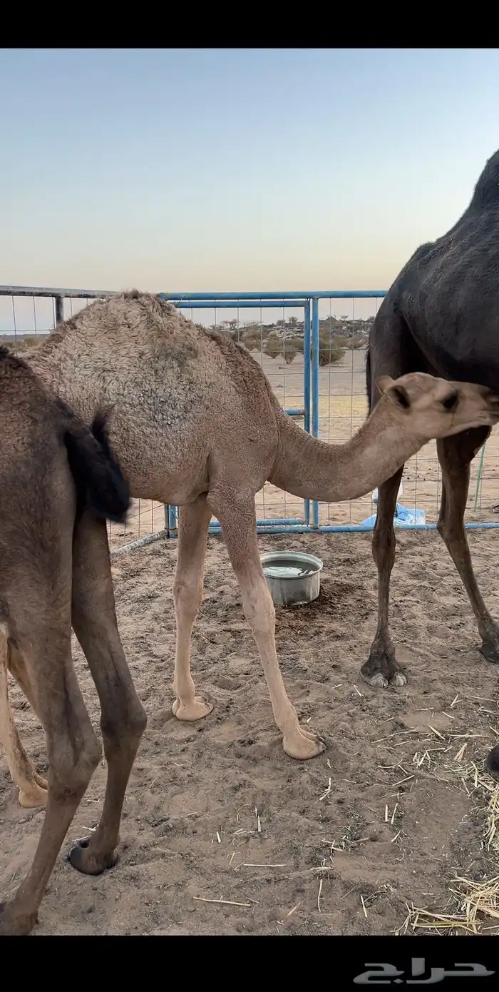 حشو للبيع مفاريد الموقع شمال محافظه المويه 60كيلو 1