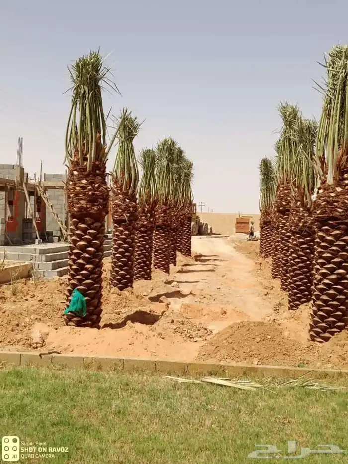 نخل للبيع جميع الأنواع متوفره وجميع المقاسات 2