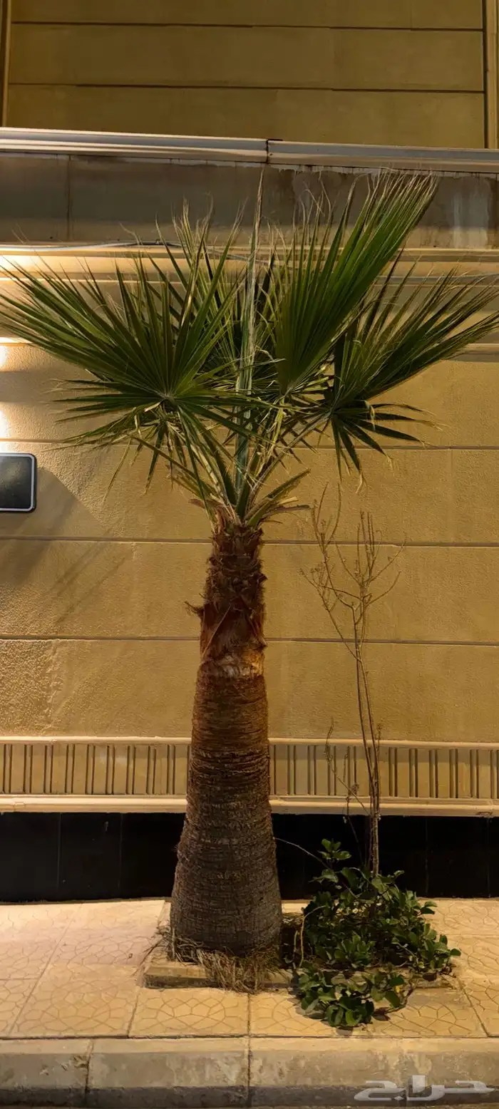 نخل واشنطني نخلات 6 7